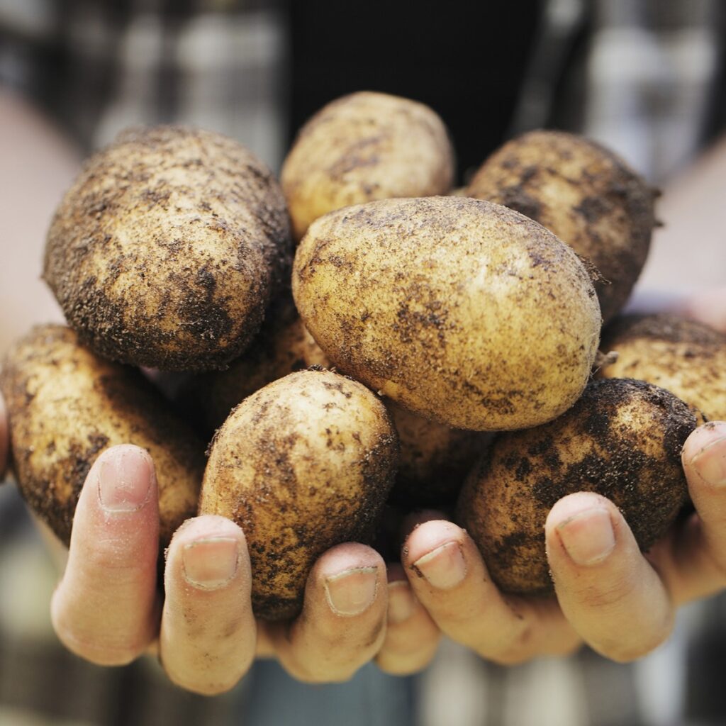 Pentland Javelin First Early Seed Potatoes 2kg 5015882242085